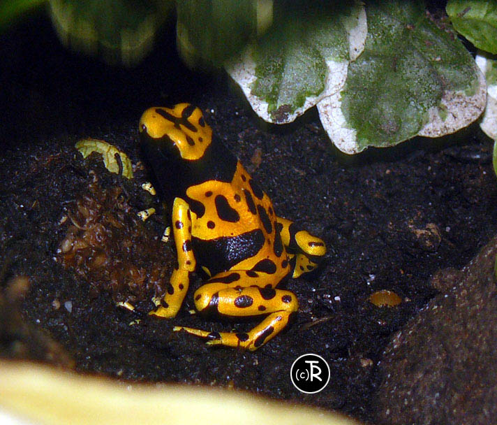 P1040370 copie.jpg